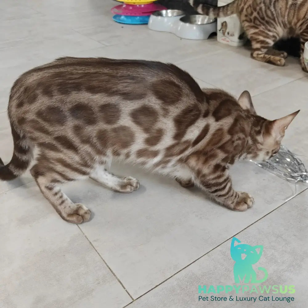 Jason Bengal male black amber spotted tabby pointed - live animals