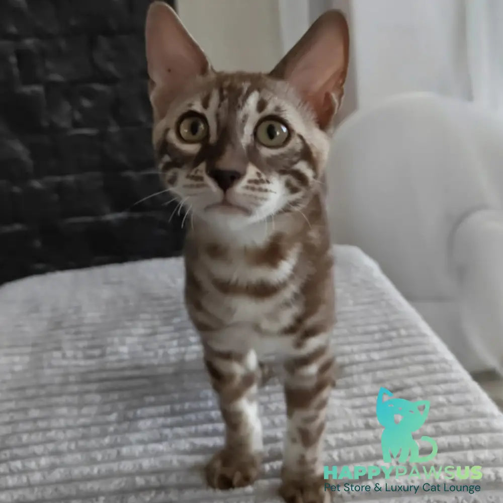 Jason Bengal male black amber spotted tabby pointed - live animals