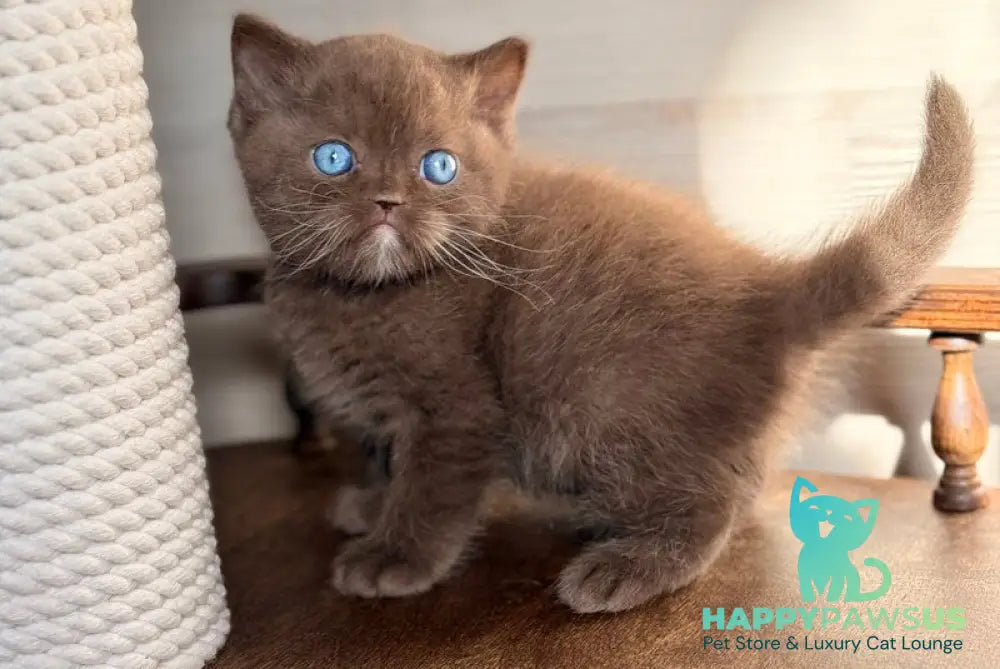 Jason British Shorthair male chocolate with white - live animals