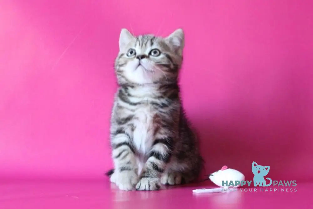 Jason Scottish Straight male black tabby live animals