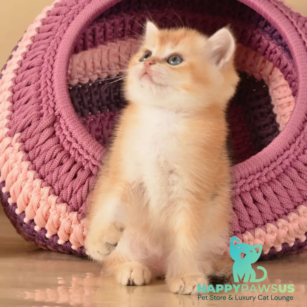 Jasper British Shorthair male black golden shaded - live animals