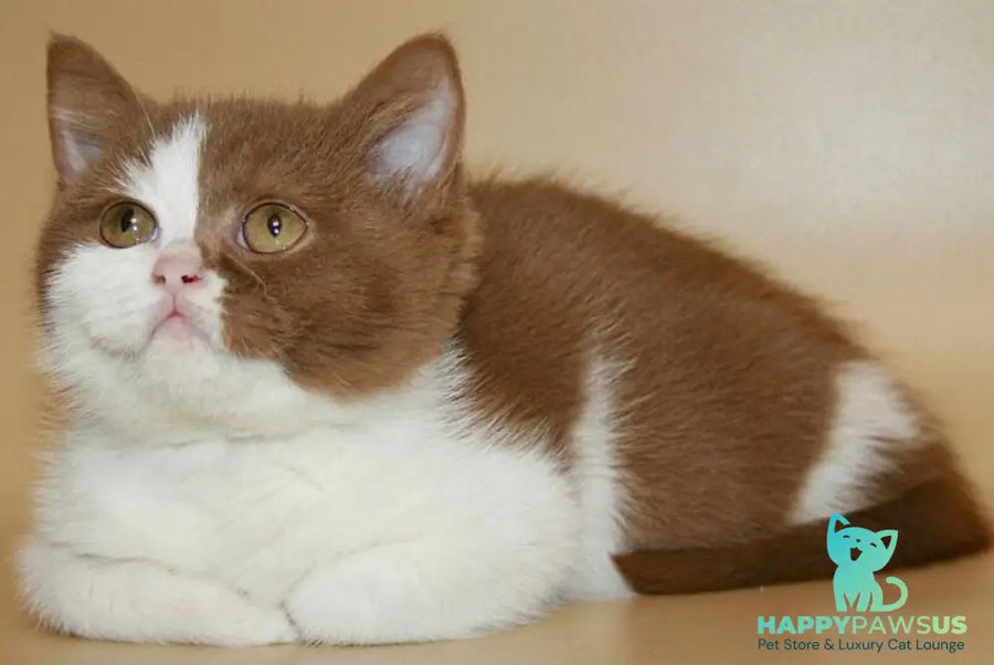 Jasper British Shorthair male cinnamon bicolour - live animals