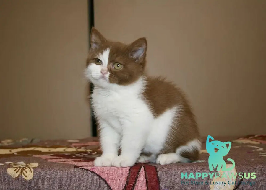 Jasper British Shorthair male cinnamon bicolour - live animals