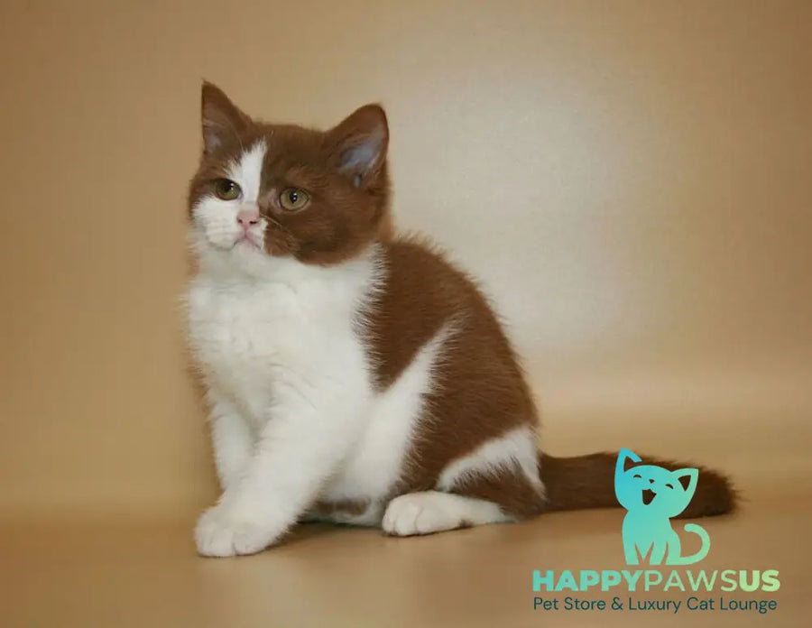 Jasper British Shorthair male cinnamon bicolour - live animals