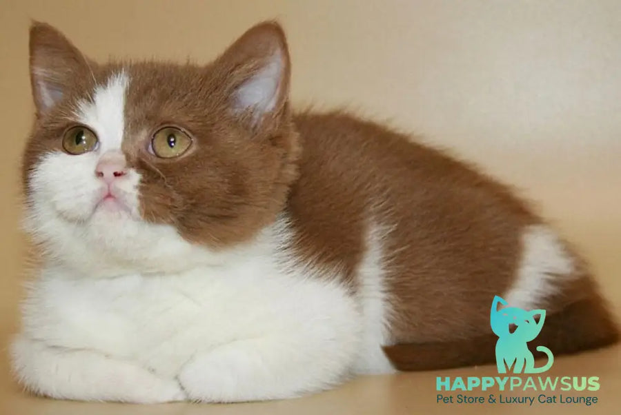 Jasper British Shorthair male cinnamon bicolour - live animals