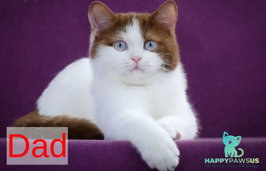 Jasper British Shorthair male cinnamon bicolour - live animals