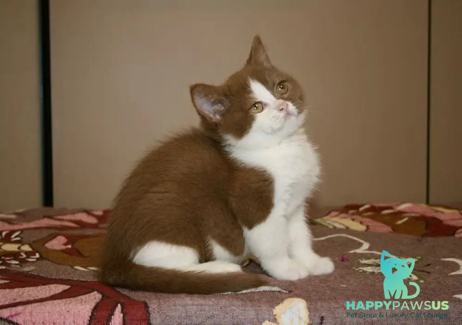 Jasper British Shorthair male cinnamon bicolour - live animals