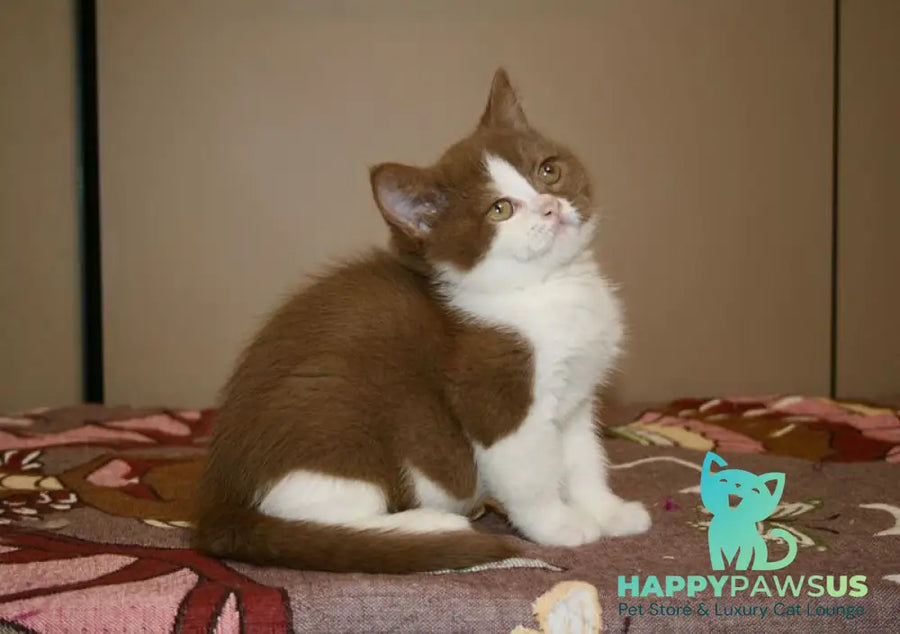 Jasper British Shorthair male cinnamon bicolour - live animals