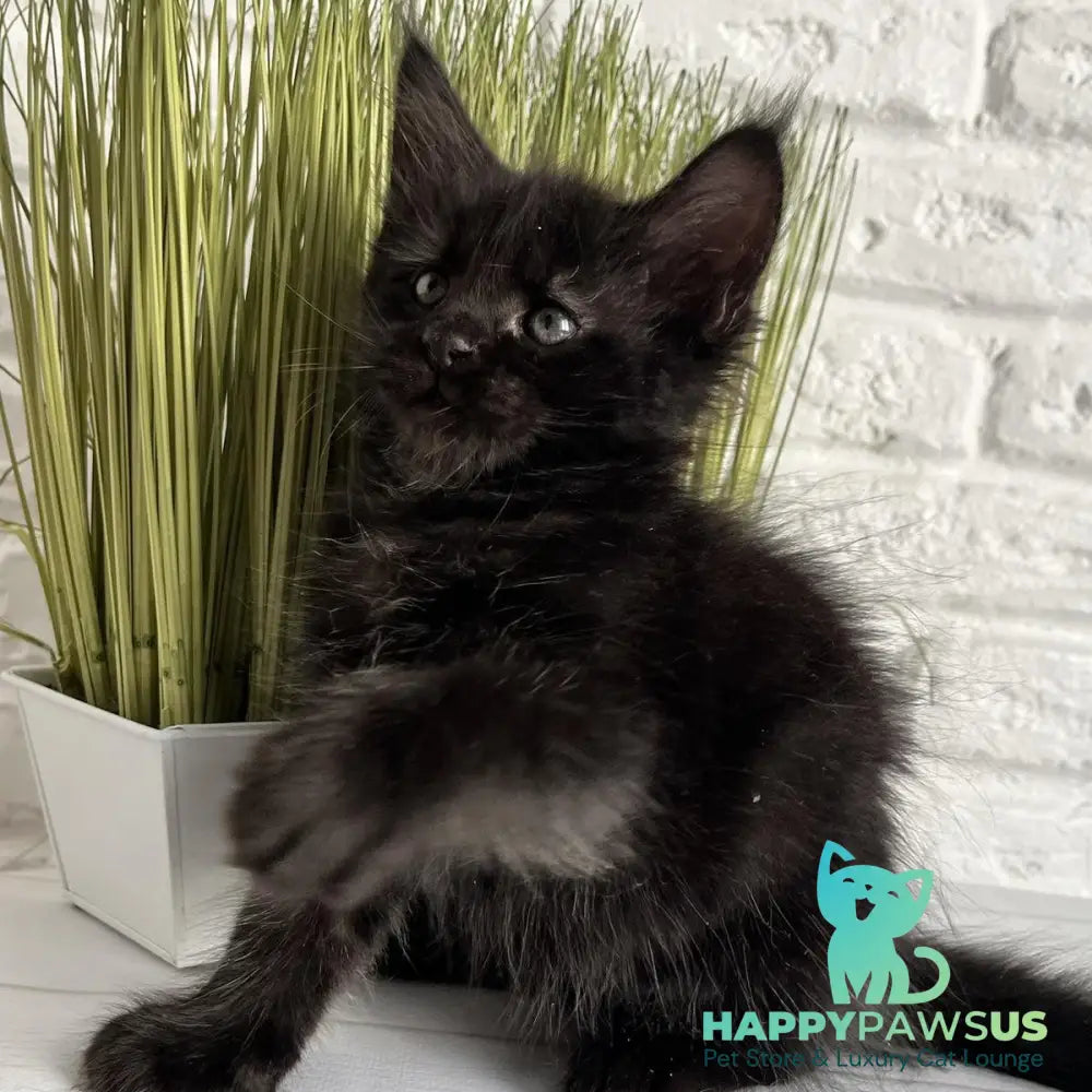 Jasper Maine Coon male black - live animals