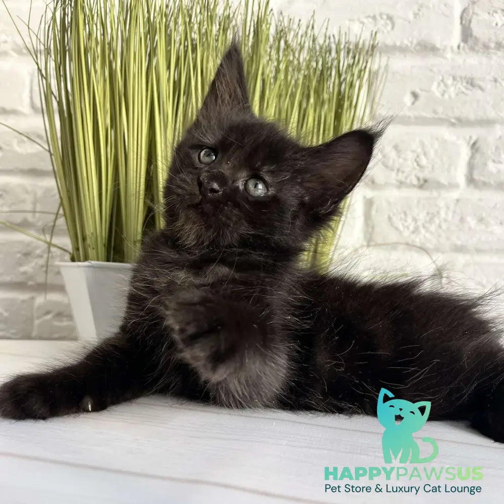 Jasper Maine Coon male black - live animals