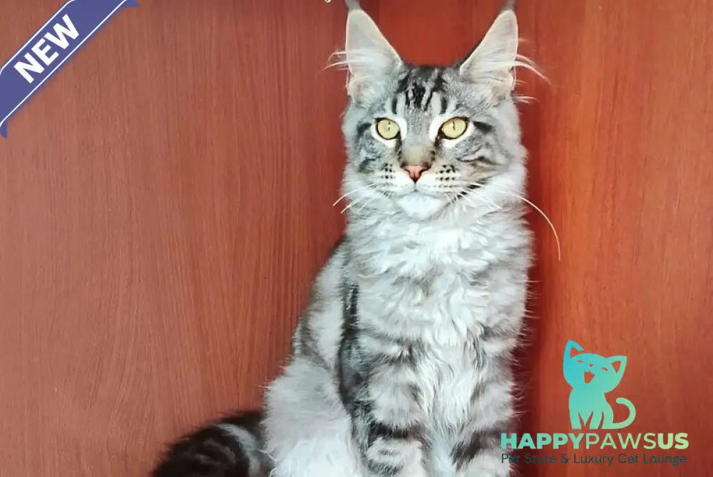 Jasper Maine Coon male black silver tabby - live animals