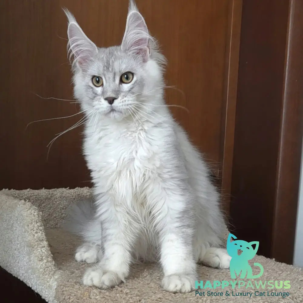 Jasper Maine Coon male blue silver ticked tabby - live animals