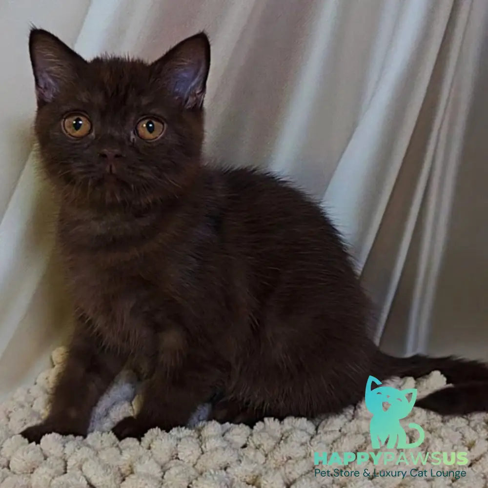 Jasper Scottish Fold male chocolate - live animals