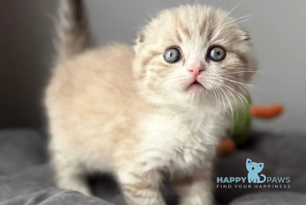 Jasper Scottish Fold male lilac ticked tabby pointed live animals