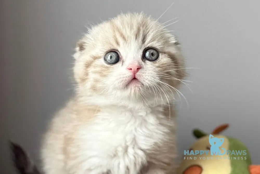 Jasper Scottish Fold male lilac ticked tabby pointed live animals