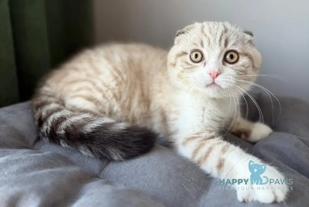 Jasper Scottish Fold male lilac ticked tabby pointed live animals