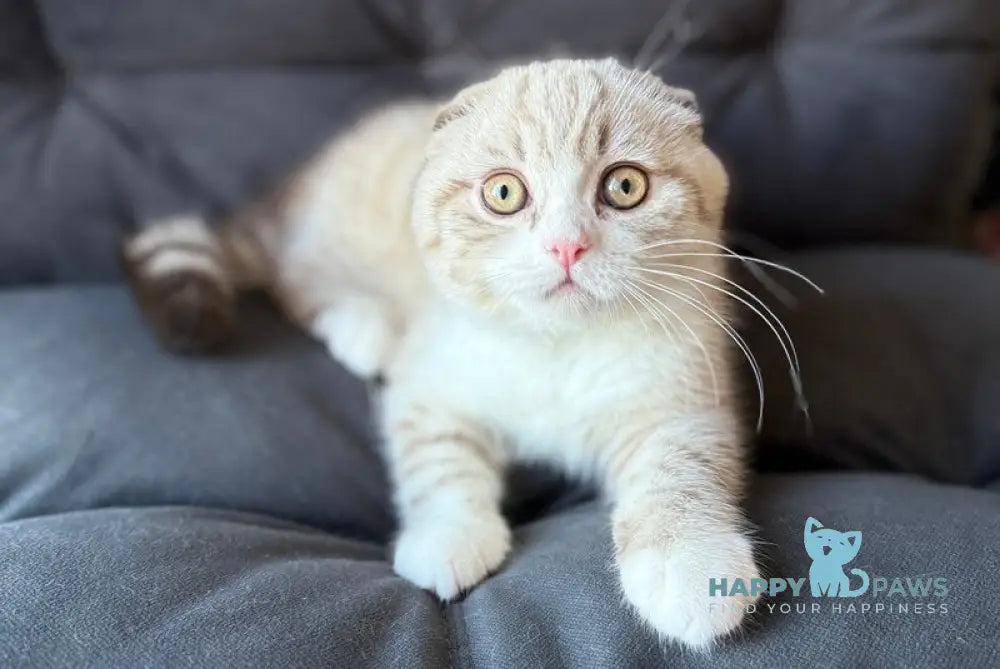 Jasper Scottish Fold male lilac ticked tabby pointed live animals