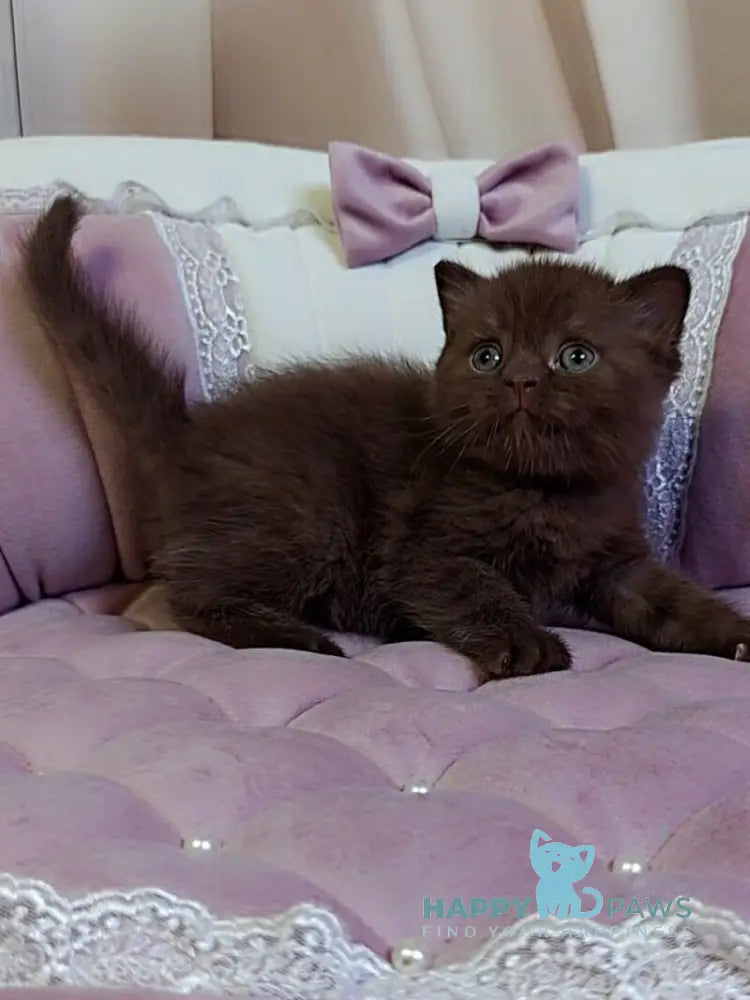 Jasper Scottish Straight male chocolate - live animals