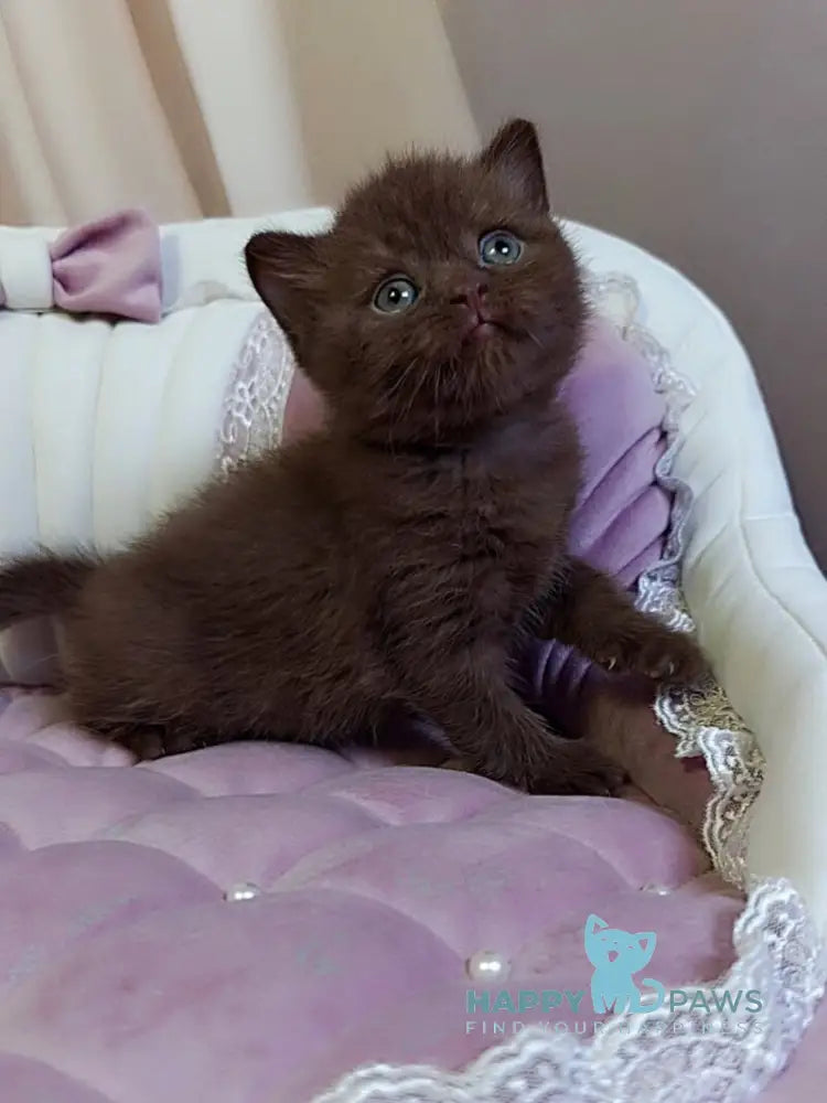 Jasper Scottish Straight male chocolate - live animals