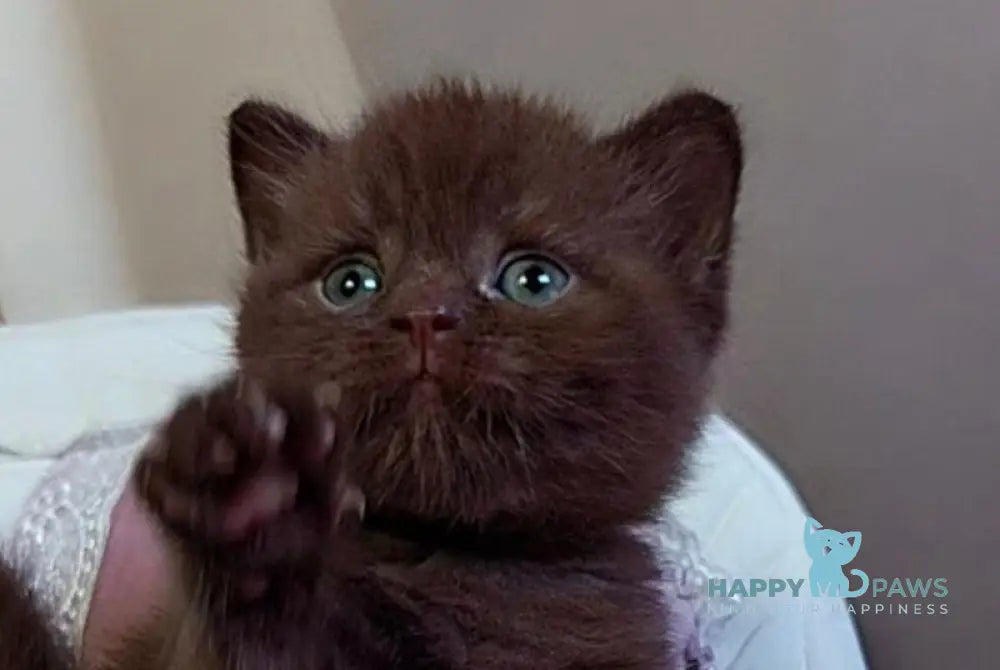 Jasper Scottish Straight male chocolate - live animals