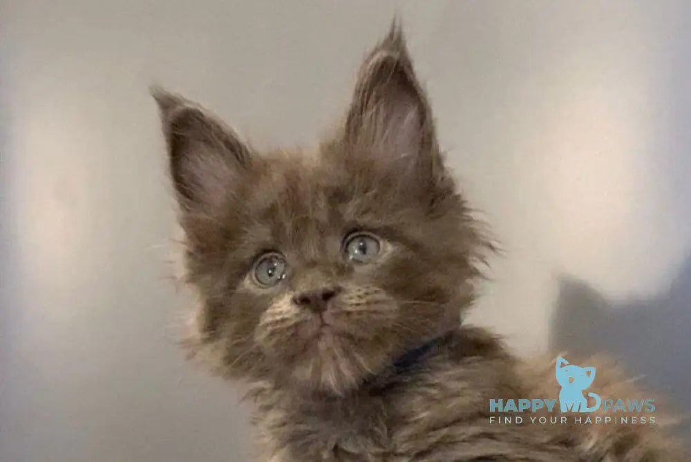 Jastin Maine Coon male blue live animals