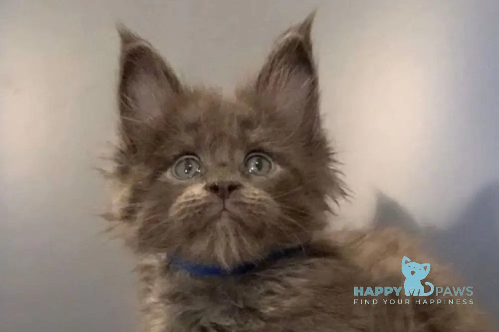 Jastin Maine Coon male blue live animals