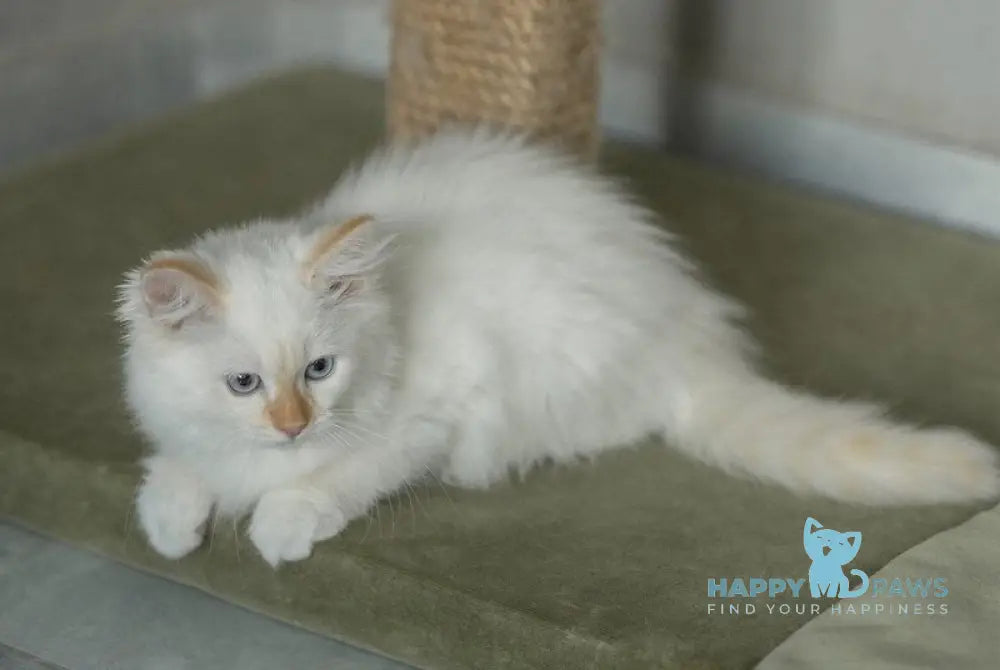 Jasya Neva Masquerade female red with white tabby live animals