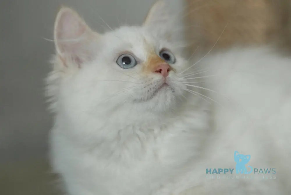 Jasya Neva Masquerade female red with white tabby live animals