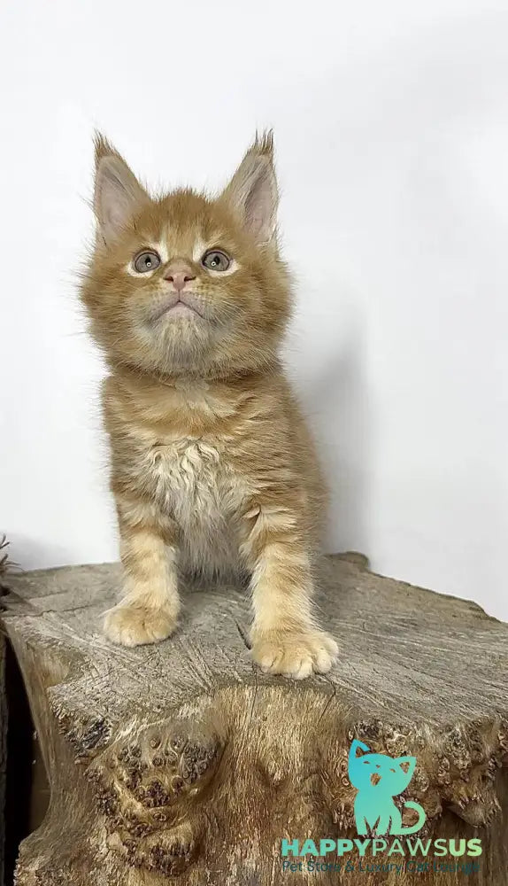 Jax Maine Coon male red tabby - live animals