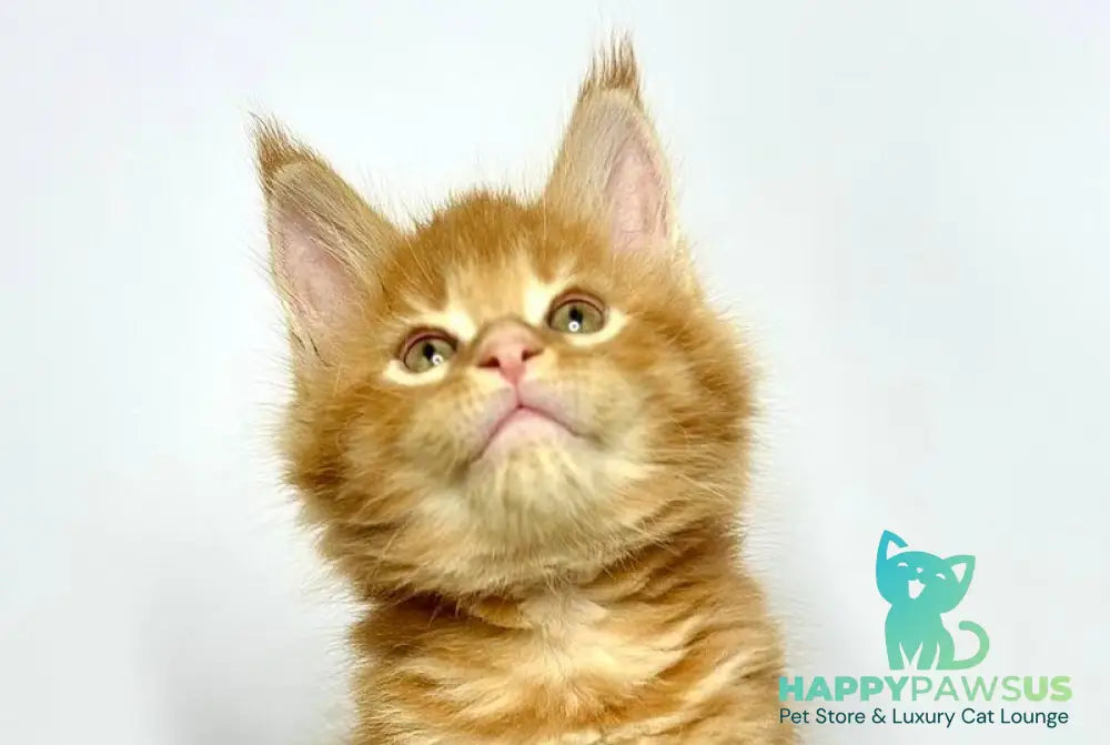 Jax Maine Coon male red tabby - live animals