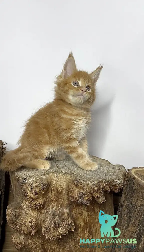 Jax Maine Coon male red tabby - live animals