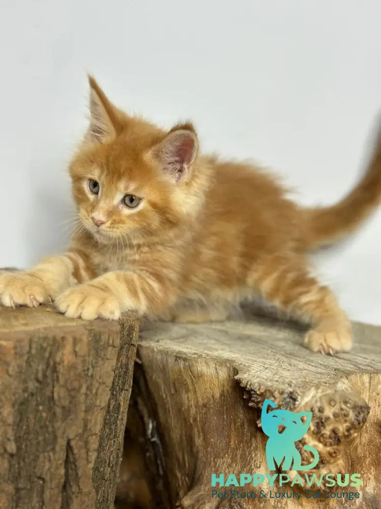 Jax Maine Coon male red tabby - live animals