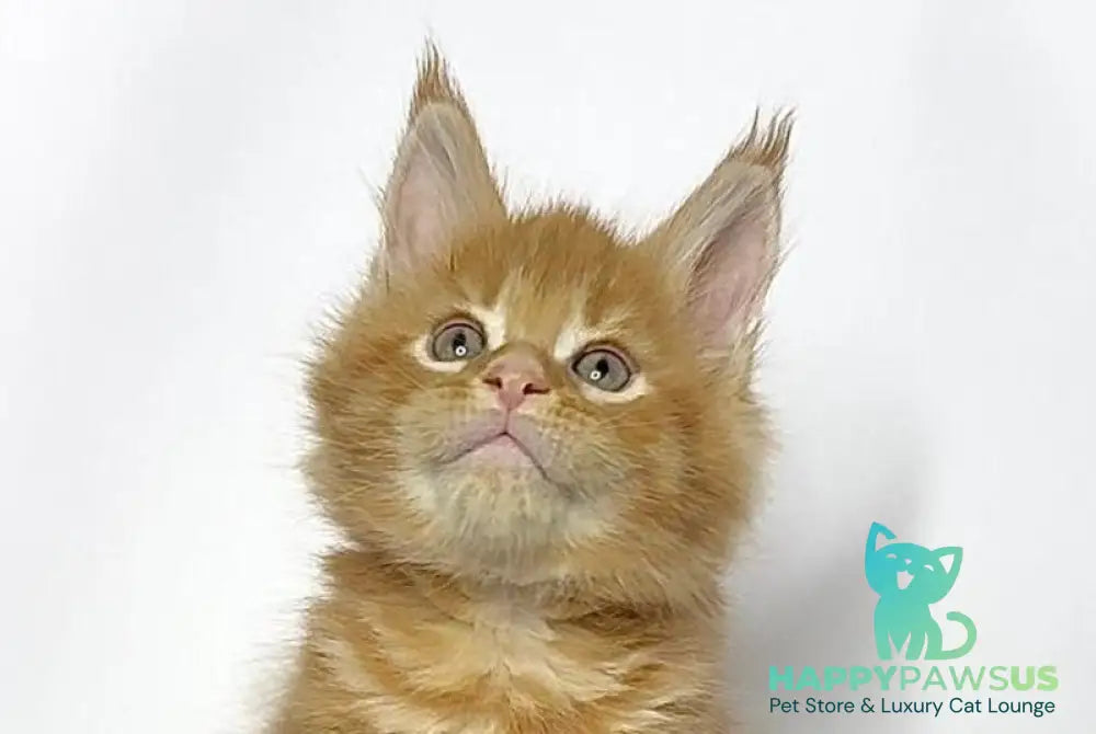 Jax Maine Coon male red tabby - live animals