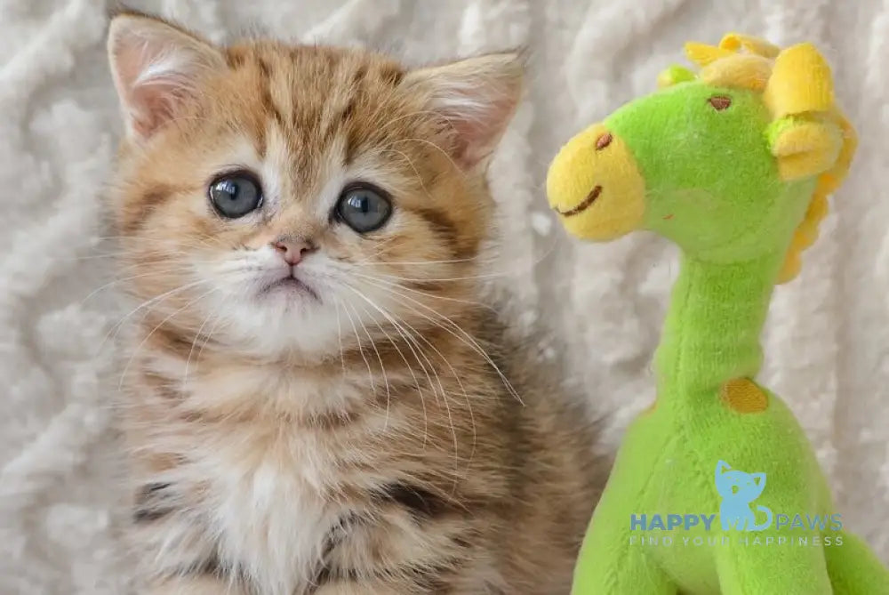 Jay Munchkin male black golden tabby live animals