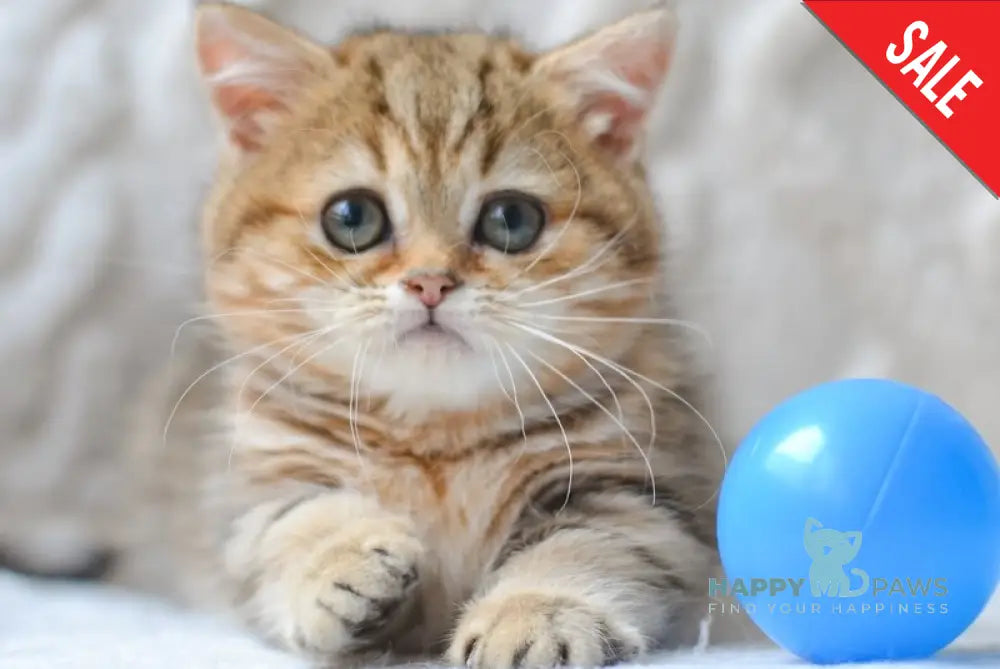 Jay Munchkin male black golden tabby live animals