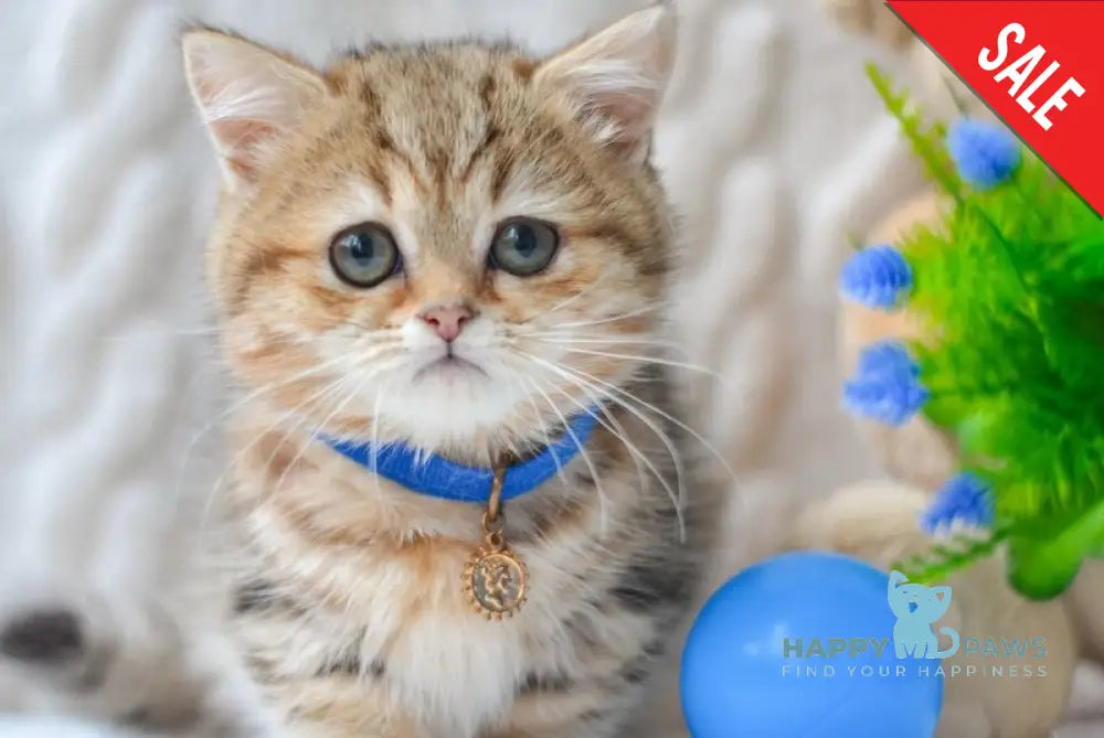 Jay Munchkin male black golden tabby live animals