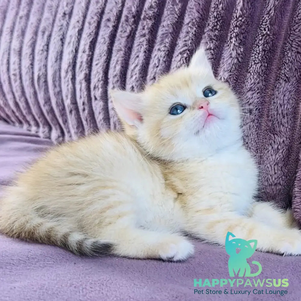 Jaya British Shorthair female chocolate golden spotted tabby - live animals