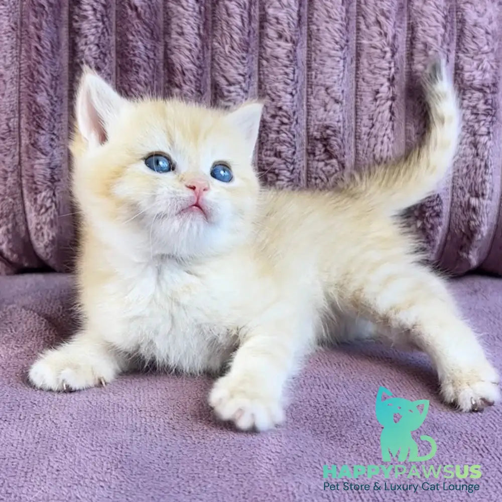 Jaya British Shorthair female chocolate golden spotted tabby - live animals