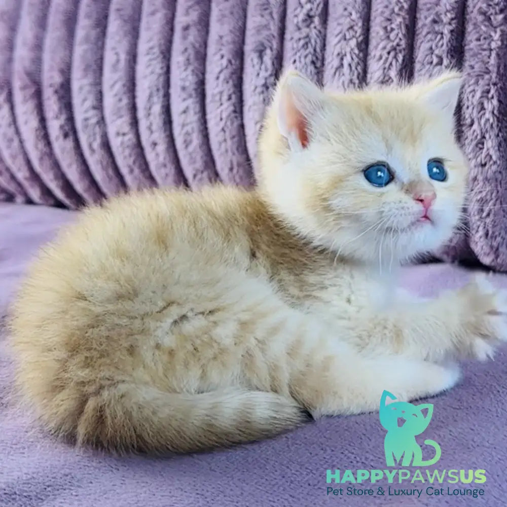 Jaya British Shorthair female chocolate golden spotted tabby - live animals