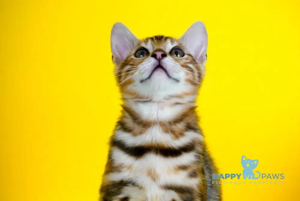 Jayson Bengal male black spotted tabby live animals