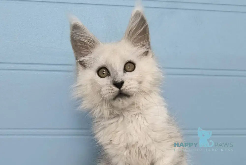 Jazz Maine Coon male black silver shaded live animals