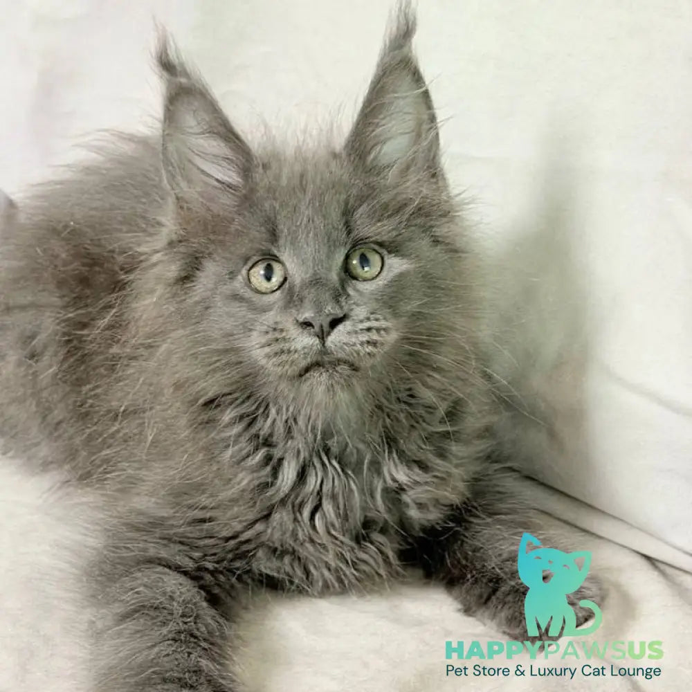 Jazz Maine Coon male blue silver - live animals