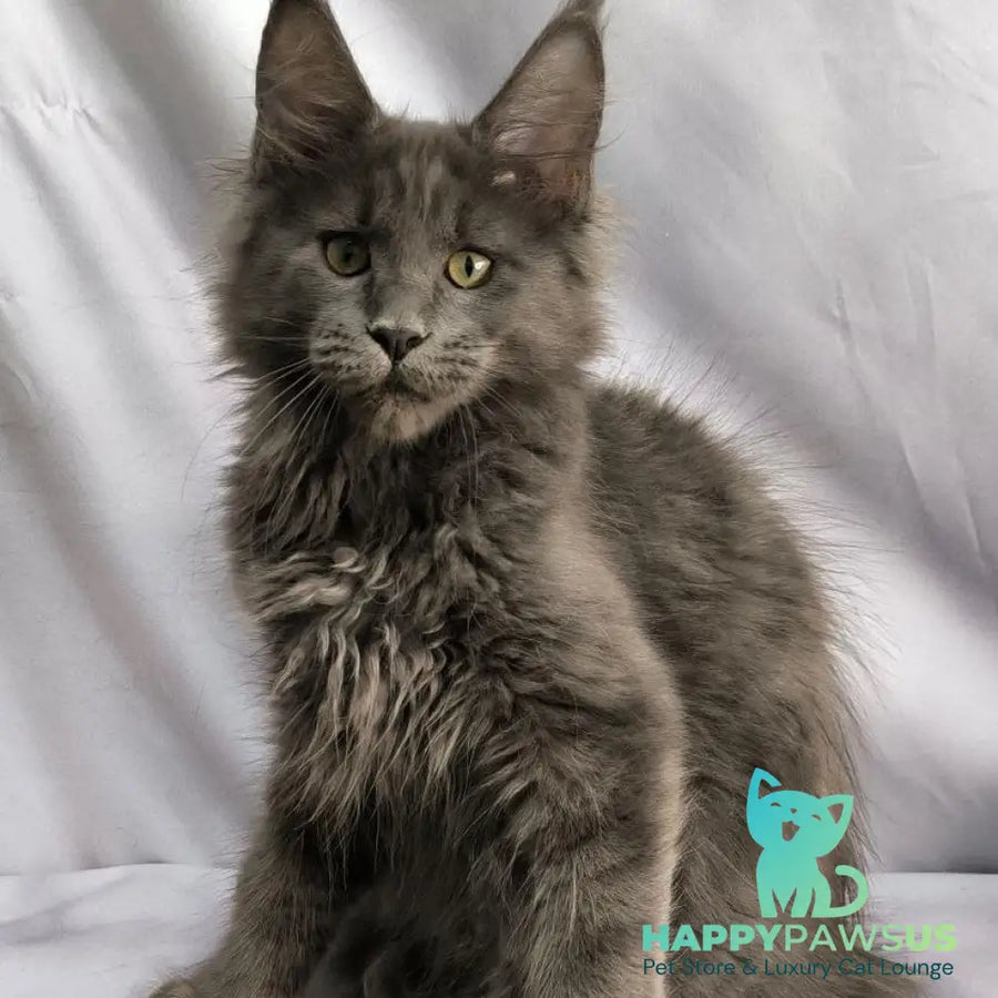 Jazz Maine Coon male blue silver - live animals