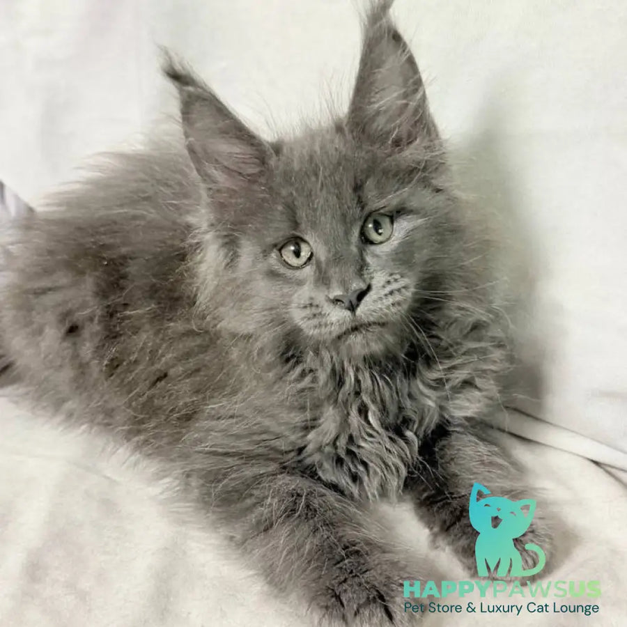 Jazz Maine Coon male blue silver - live animals