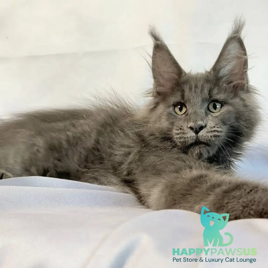 Jazz Maine Coon male blue silver - live animals