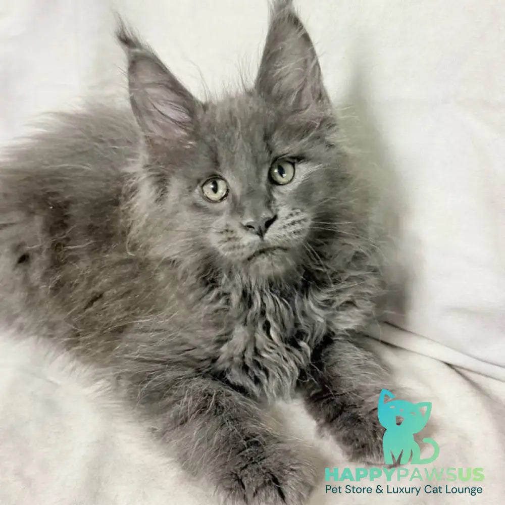 Jazz Maine Coon male blue silver - live animals