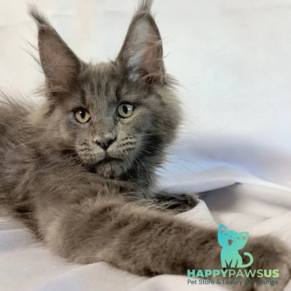 Jazz Maine Coon male blue silver - live animals