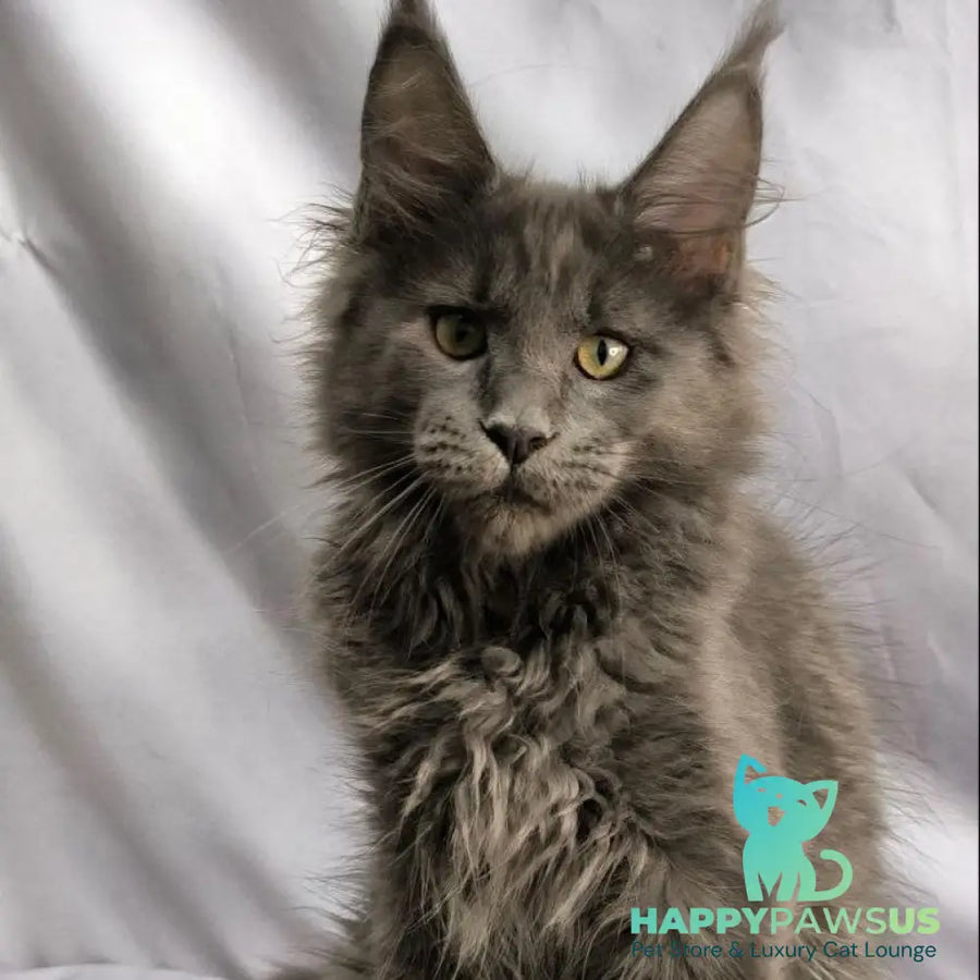 Jazz Maine Coon male blue silver - live animals
