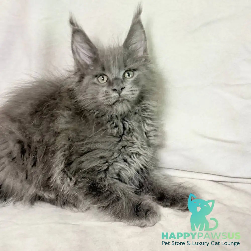 Jazz Maine Coon male blue silver - live animals