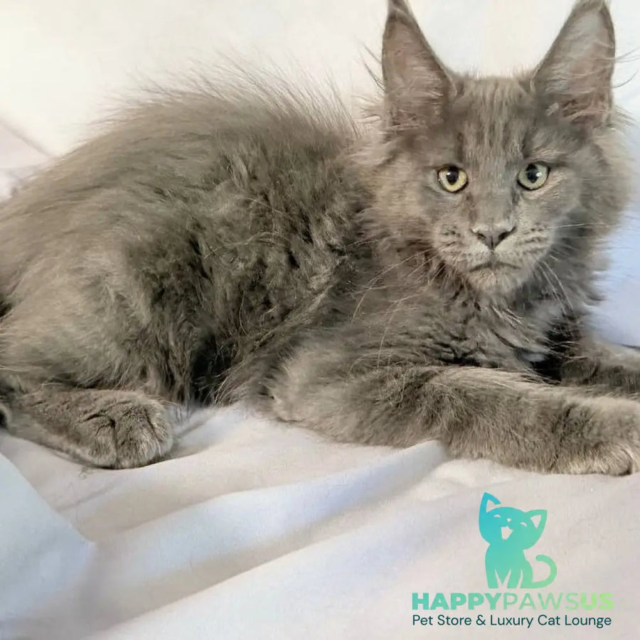 Jazz Maine Coon male blue silver - live animals